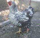 Kattintson a k�pre