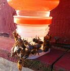 Kattintson a k�pre